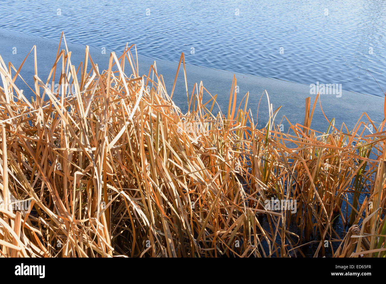 Trockenen Rohrkolben auf dem zugefrorenen See in einem schönen sonnigen Wintertag Stockfoto