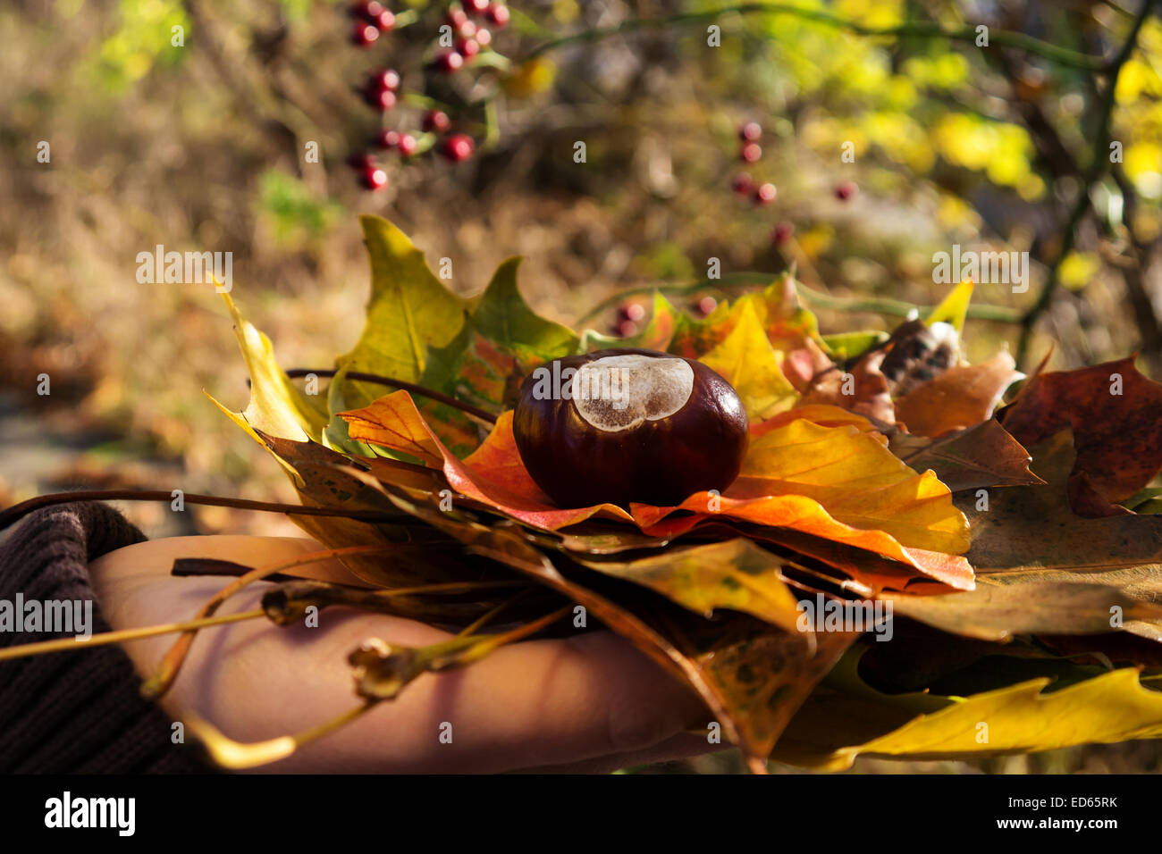 Herbstlaub und Kastanien in der hand Stockfoto Herbstlaub und Kastanien in der hand Stockfoto
