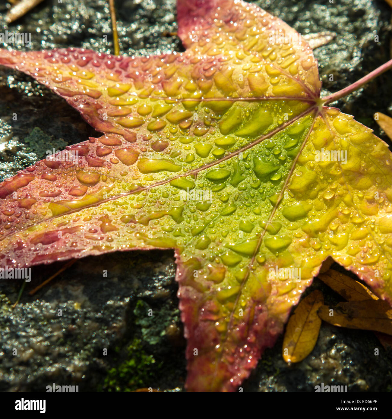 Herbst Blatt nach der Dusche (Nahaufnahme) Stockfoto Herbst Blatt nach der Dusche (Nahaufnahme) Stockfoto