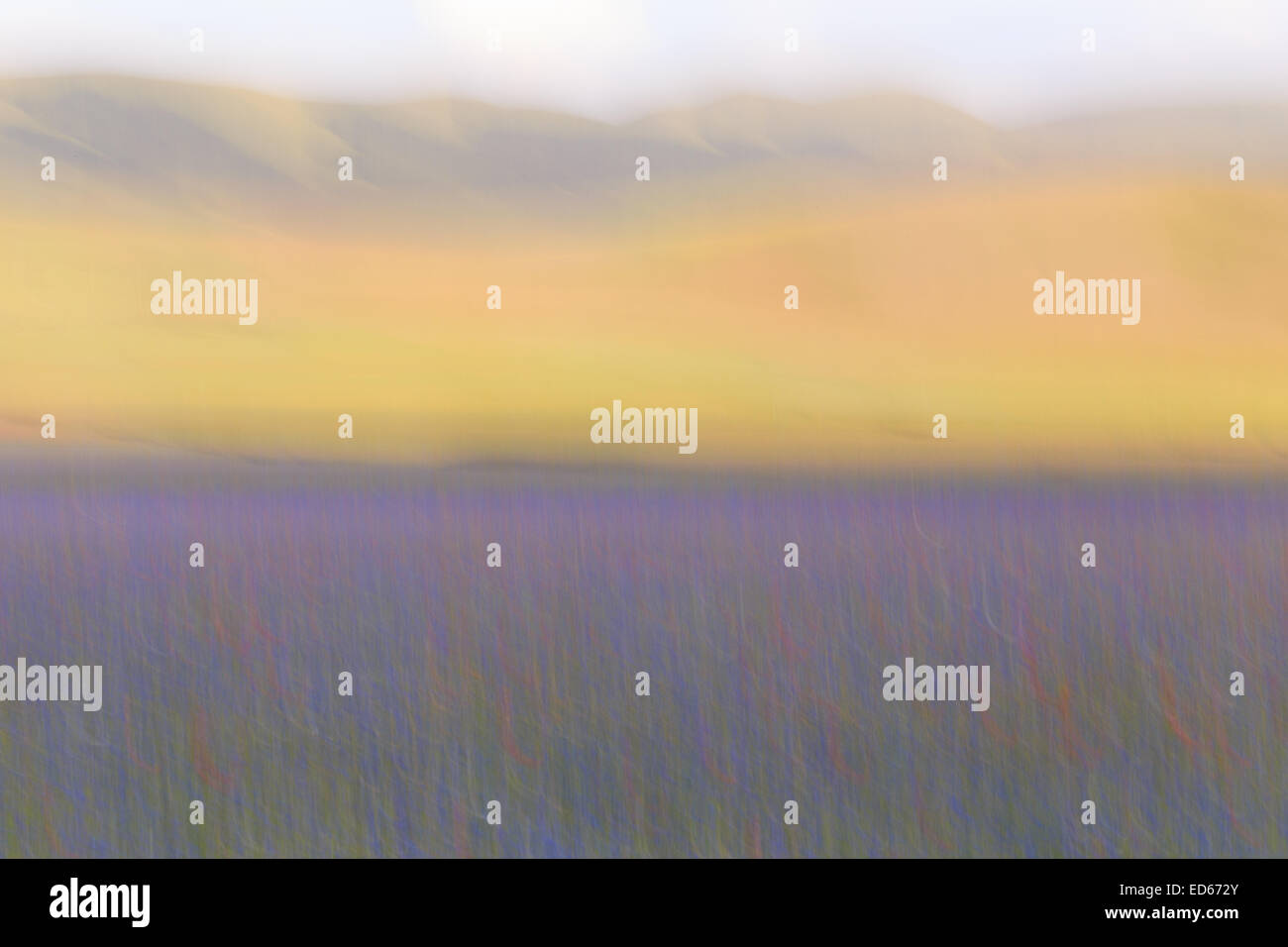 Castelluccio di Norcia Blumen blühen Mohnblumen abstrakt Stockfoto