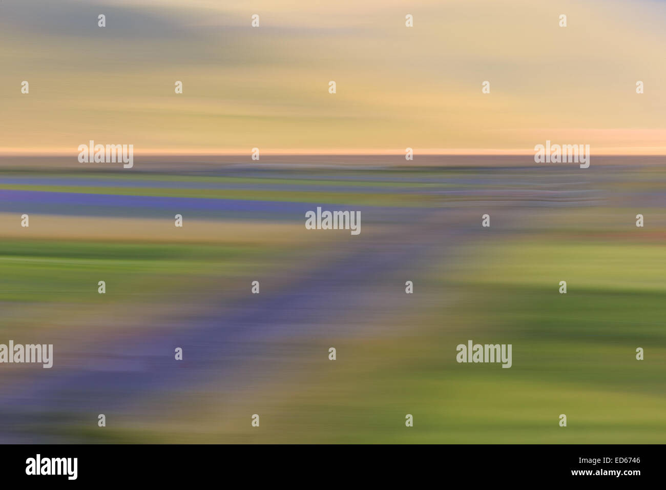 Castelluccio di Norcia Blumen blühen Mohnblumen abstrakt Stockfoto