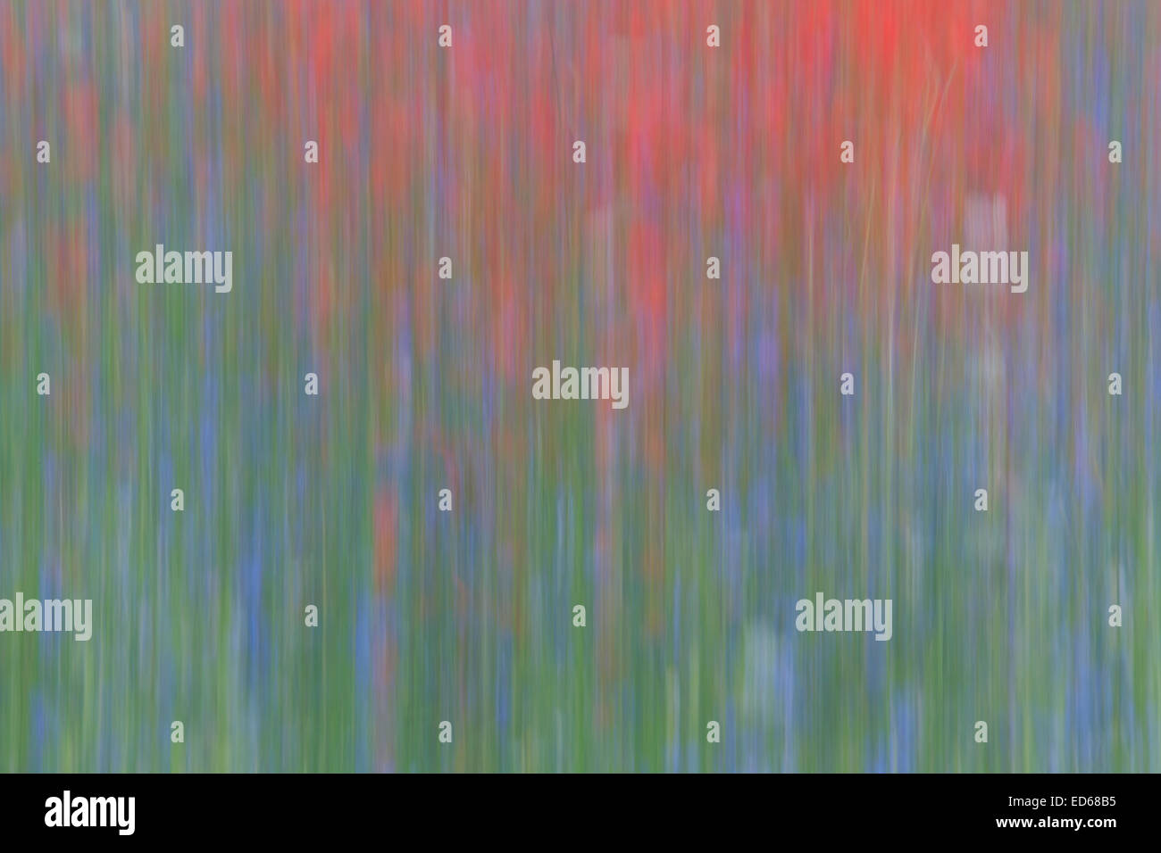 Castelluccio di Norcia Blumen blühen Mohnblumen abstrakt Stockfoto