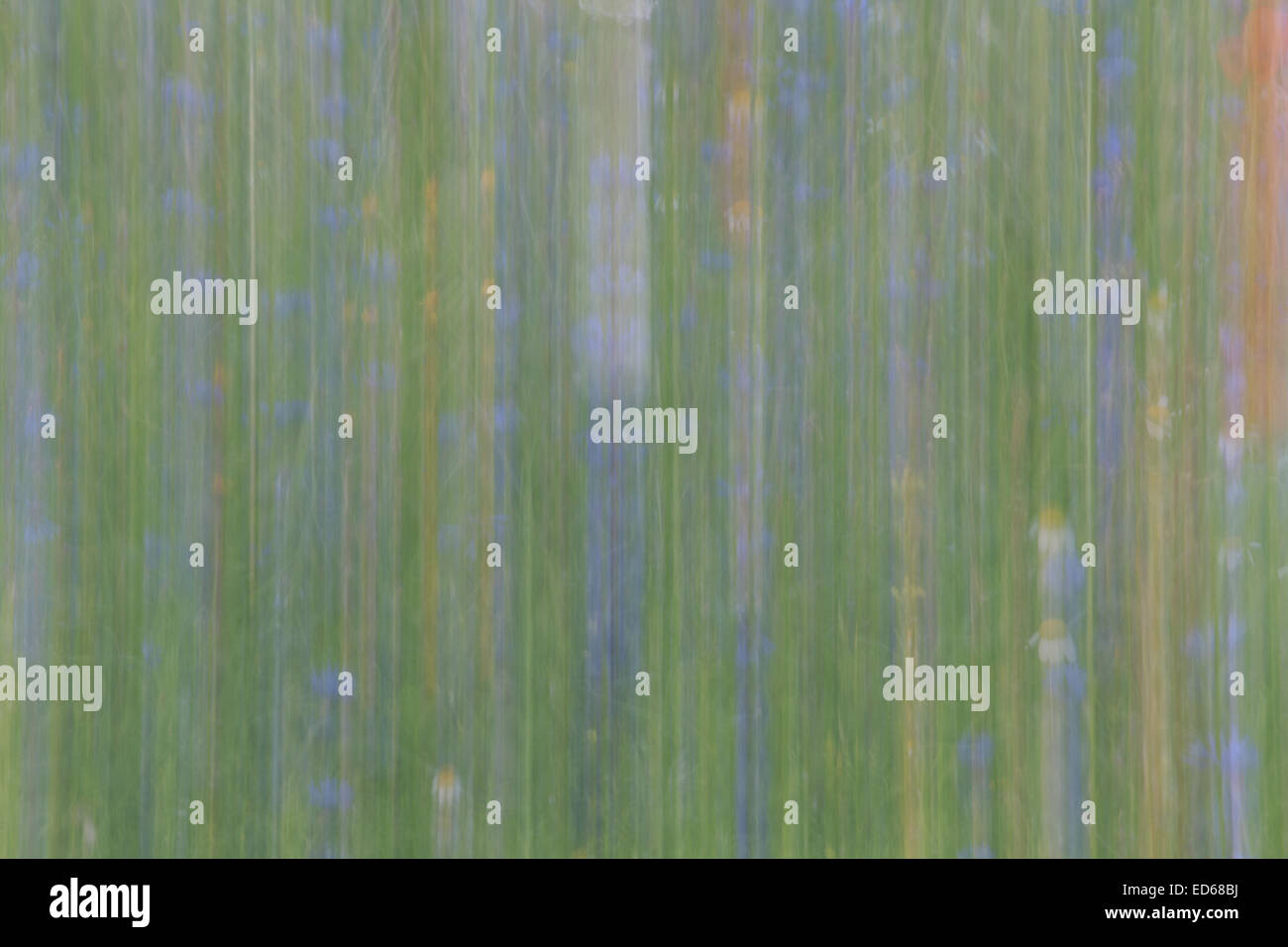 Castelluccio di Norcia Blumen blühen Mohnblumen abstrakt Stockfoto