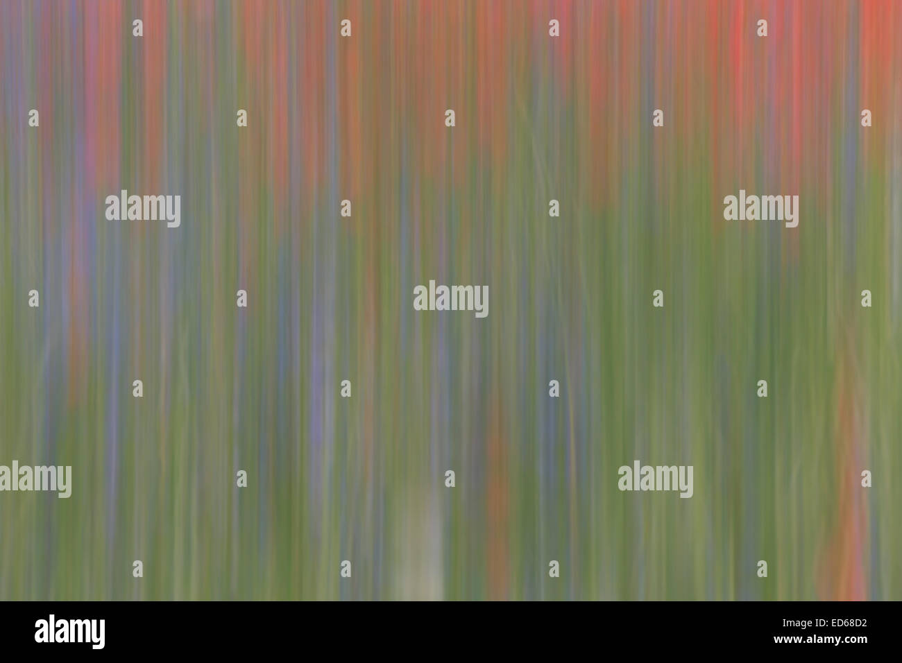 Castelluccio di Norcia Blumen blühen Mohnblumen abstrakt Stockfoto