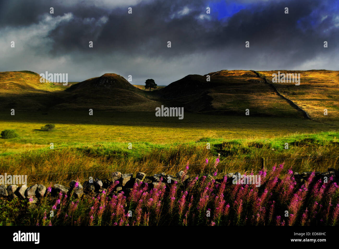 Bergahorn Lücke auf Hadrian Wall etwa 2 Meilen von einst gebraut im Northumberland National Park. Northumberland Leinwand. Northumb Stockfoto