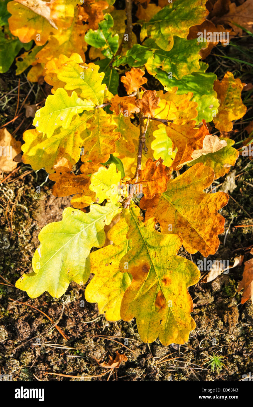 Gelbe Eichenlaub im herbstlichen Wald Stockfoto