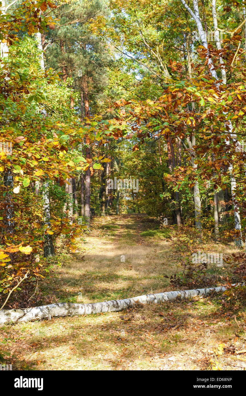 Schöne Farben der Blätter im Herbstwald Stockfoto