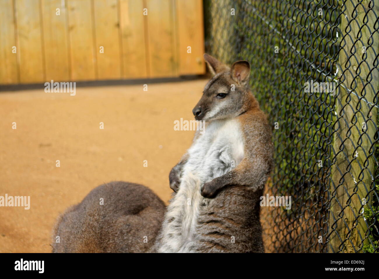 Nur chillen Stockfoto