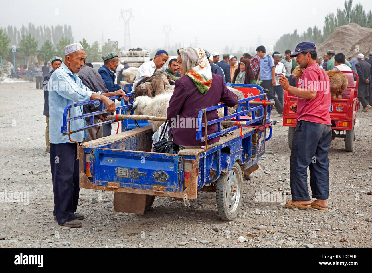 Uigurischen Bauern mit motorisierten Karren voller Schafe Ankunft am Viehmarkt in Kashgar / Kashi, Provinz Xinjiang, China Stockfoto