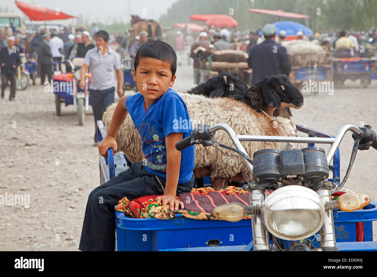 Landwirte mit motorisierten Karren voller Schafe Ankunft am Viehmarkt in Kashgar / Kashi, Provinz Xinjiang, China Stockfoto