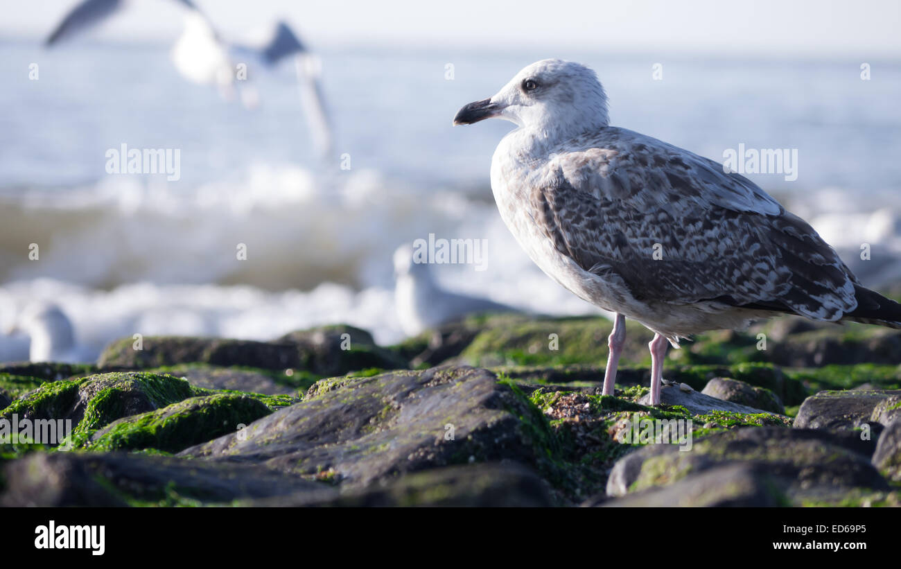 Möwen am Meer (Nordsee) Stockfoto