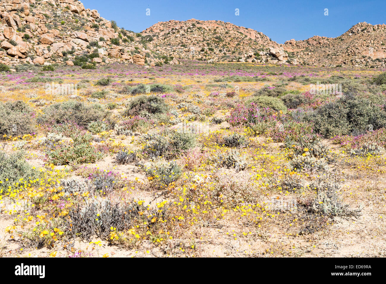 Frühling Wildblumen, Geogap Nature Reserve, Springbok, Namaqualand, Northern Cape, Südafrika Stockfoto