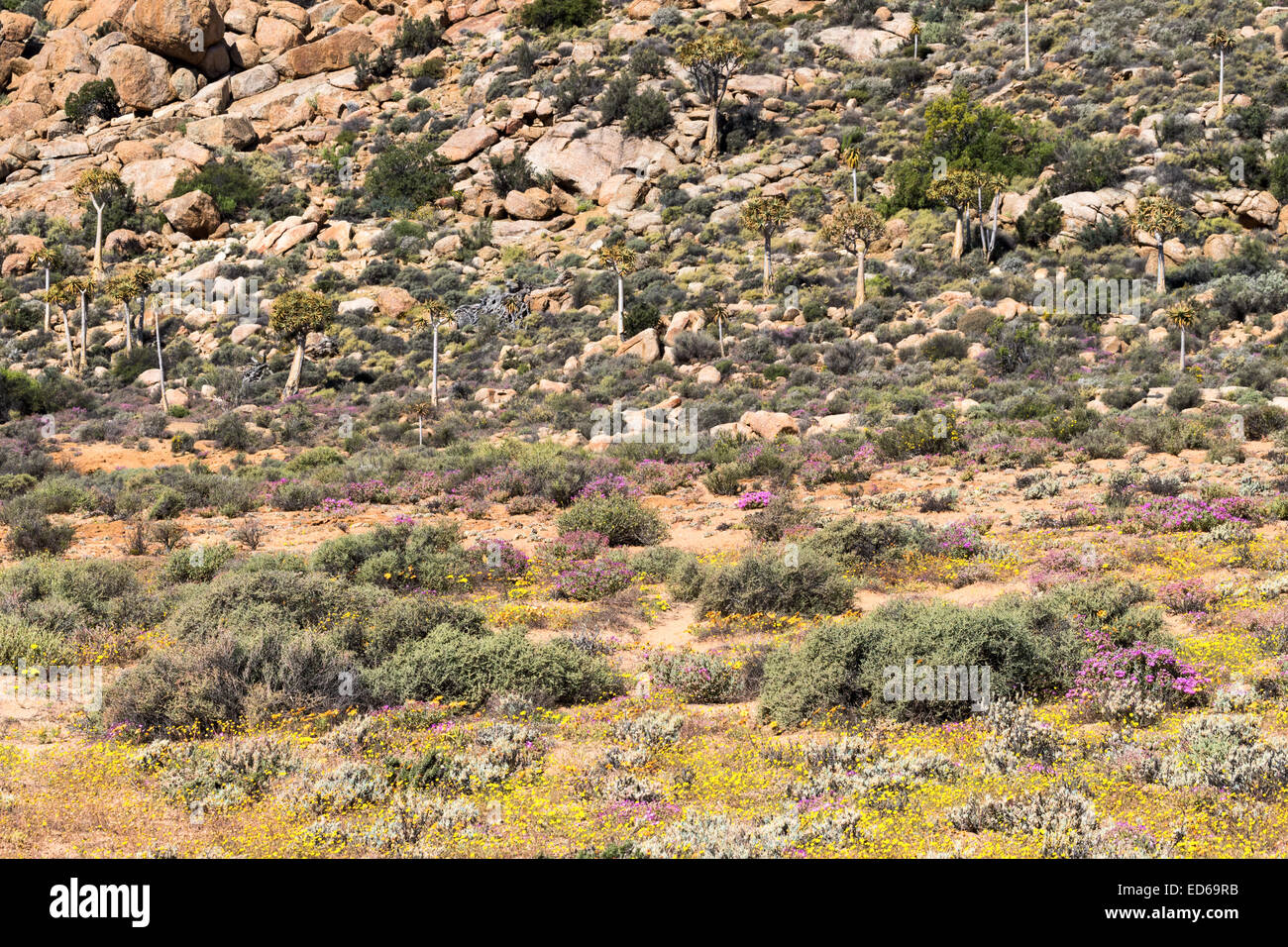 Köcherbaum, Aloidendron dichotomum Aloe Dichotoma, aka kokerboom & Springtime Wildflowers, Geogap Nature Reserve, Springbok, Namaqualand, Northern Cape Stockfoto