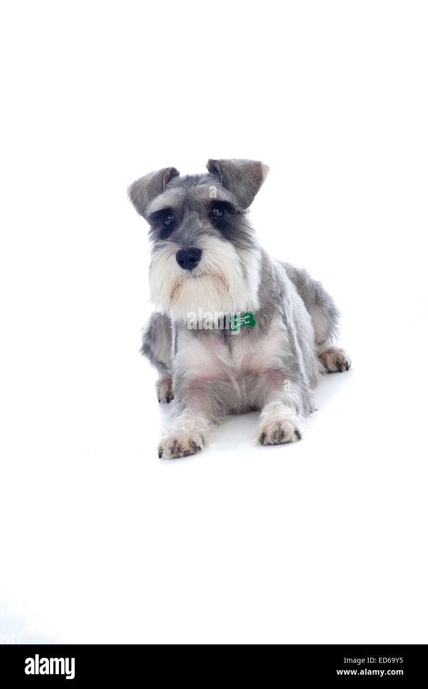 Zwergschnauzer, liegend im Studio Stockfoto