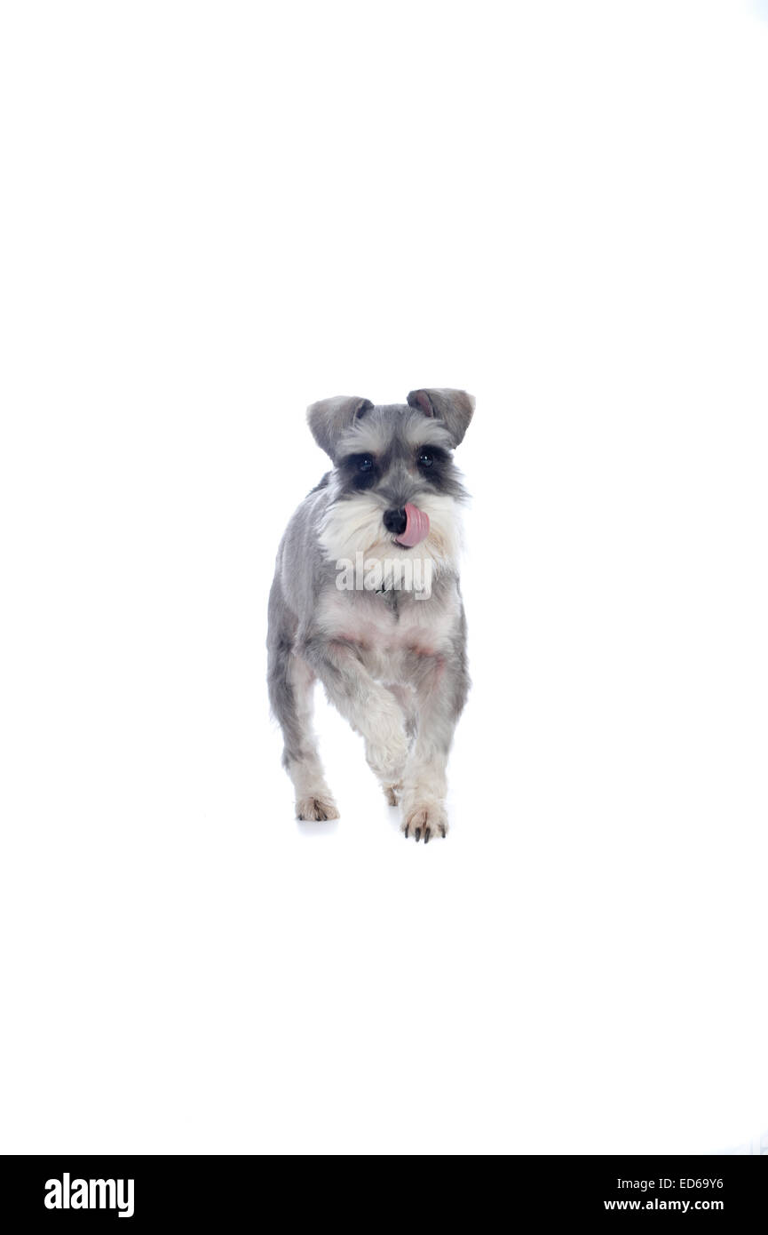 Zwergschnauzer leckt Nase im studio Stockfoto