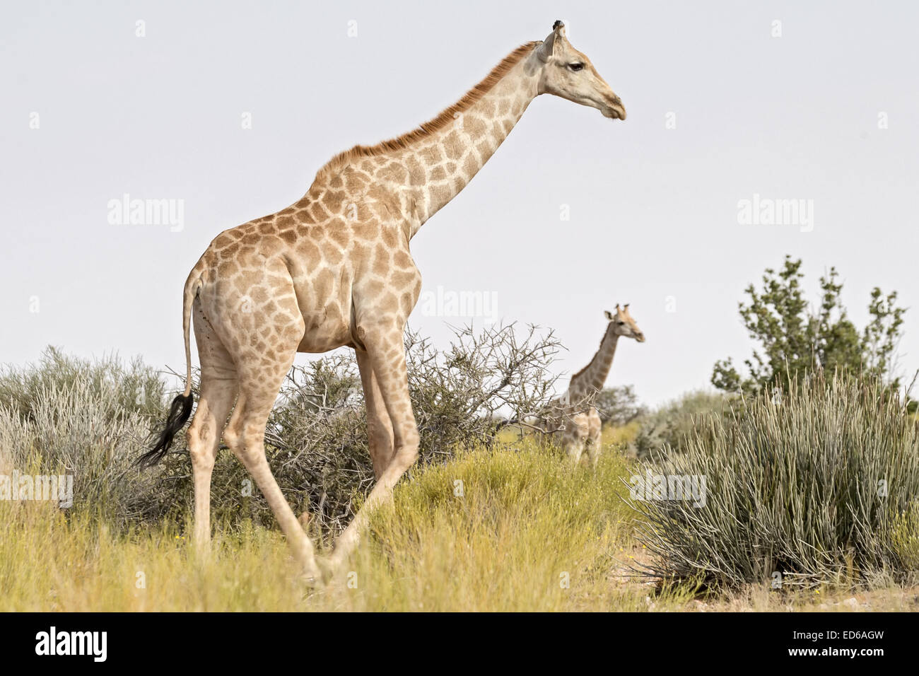 Ausgewachsene Kuh mit Kalbgiraffe, Augrabies Falls National Park, Namaqualand, Nordkap, Südafrika Stockfoto