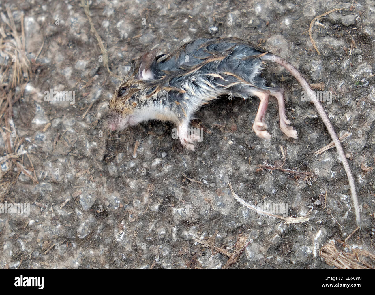 Tote Maus Verlegung in der Straße, 29. Dezember 2014 Stockfoto