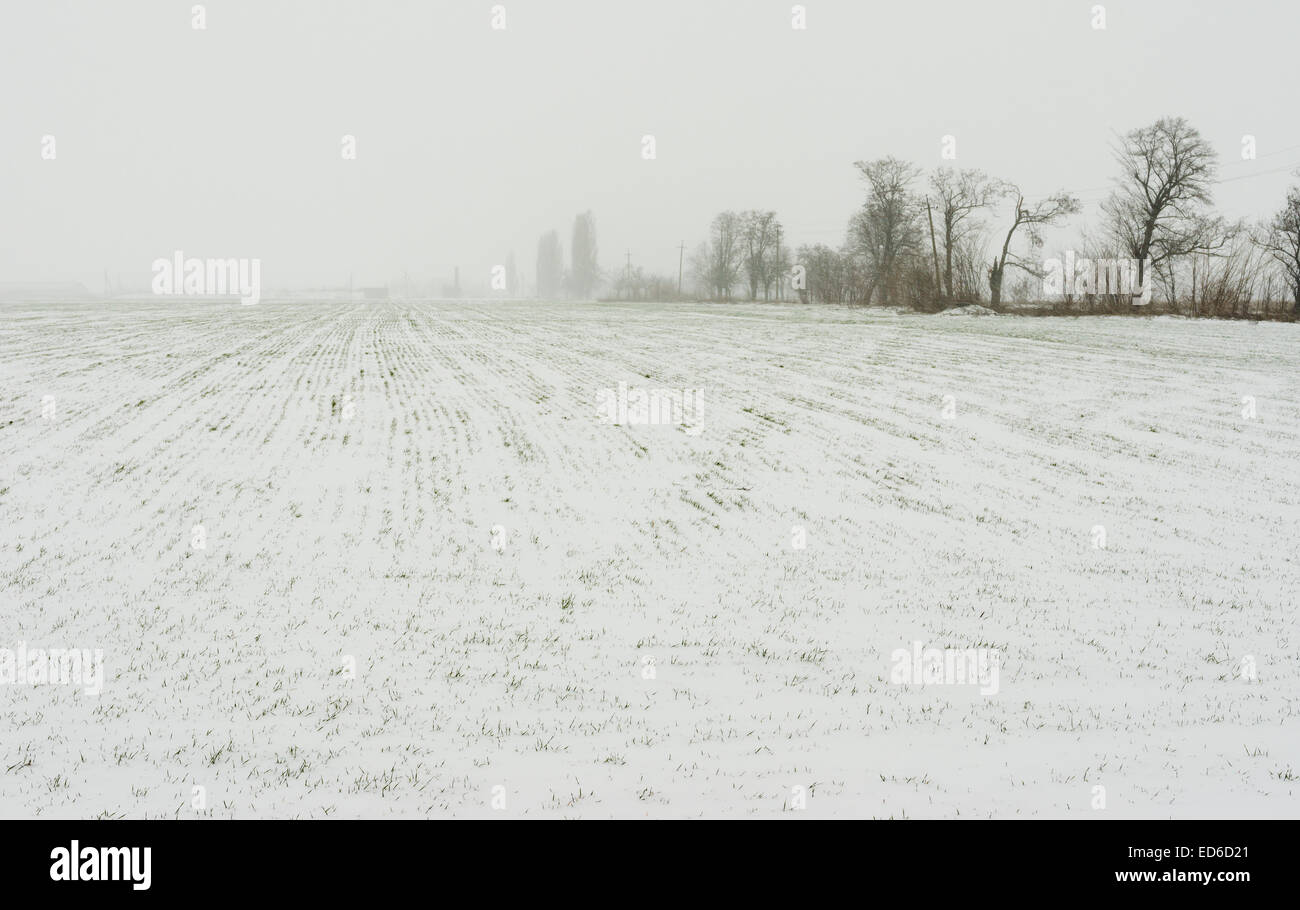 Landschaft im ukrainischen Winter Getreidefelder Stockfoto