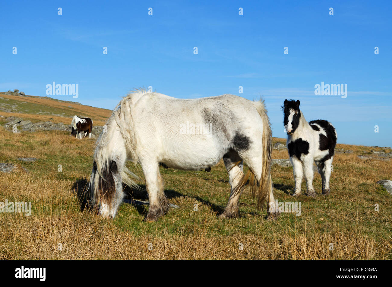 Ponys Weiden in Bodmin Moor in Cornwall, Großbritannien Stockfoto