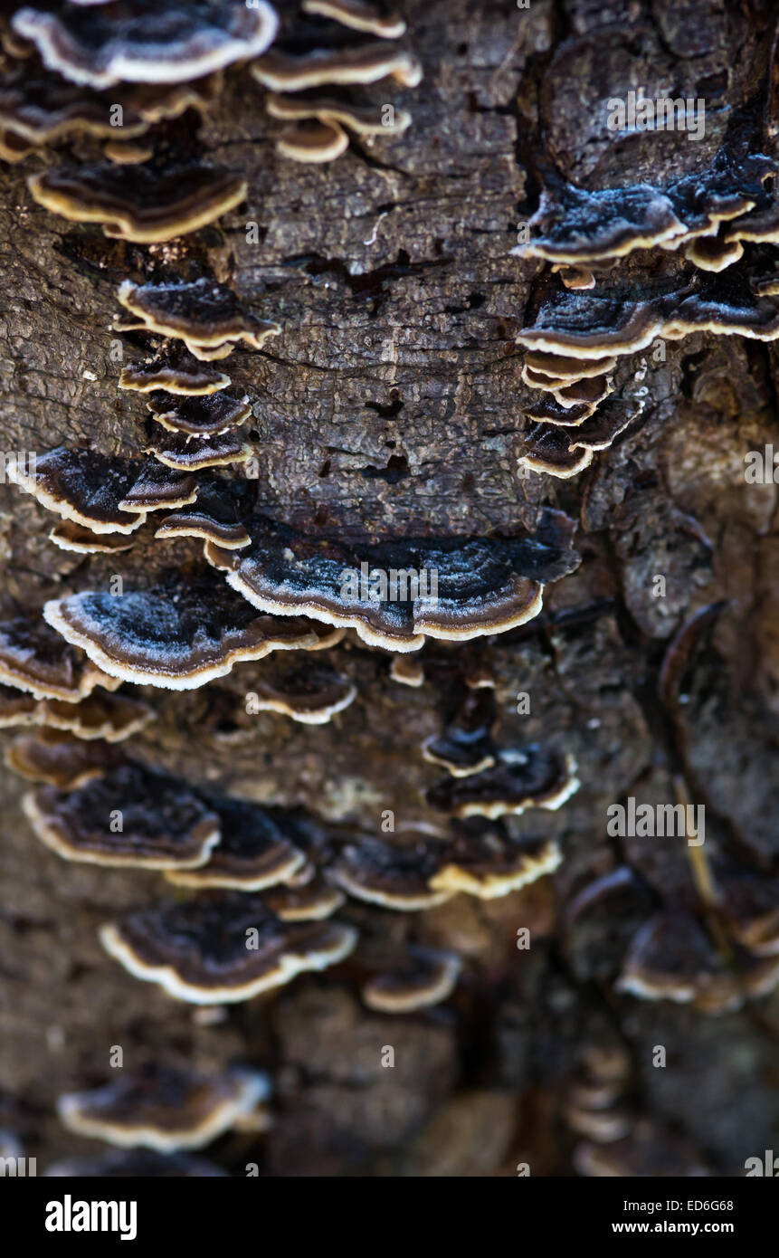 Raureif gefroren Plattieren Pilze auf einer Baumrinde Stockfoto