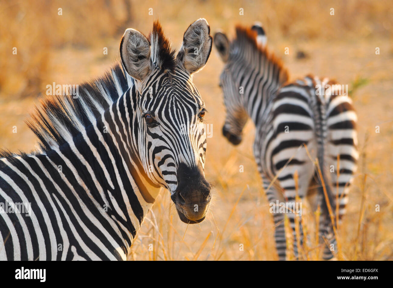 Zebras in Sambia, South Luangwa Park Stockfoto
