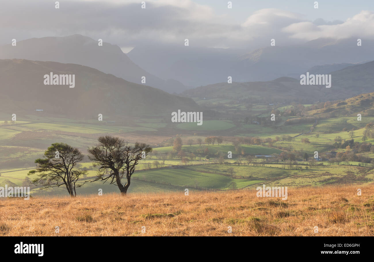 Bäume auf große Mell fiel, mit Matterdale und Gowbarrow im Hintergrund, englischen Lake District Stockfoto