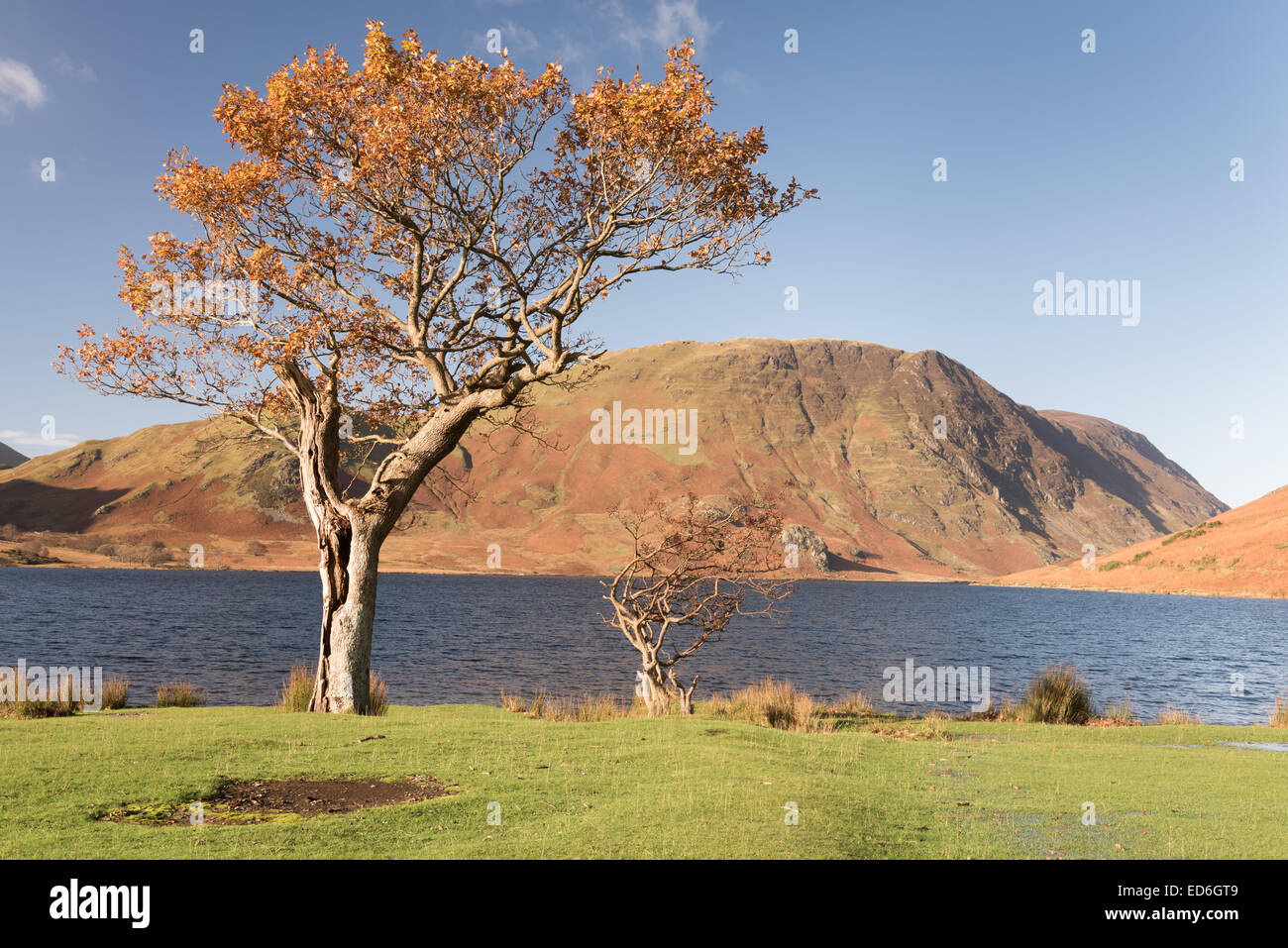 Herbstfarben am Ufer des Crummock Wassers, mit Mellbreak im Hintergrund, englischen Lake District Stockfoto