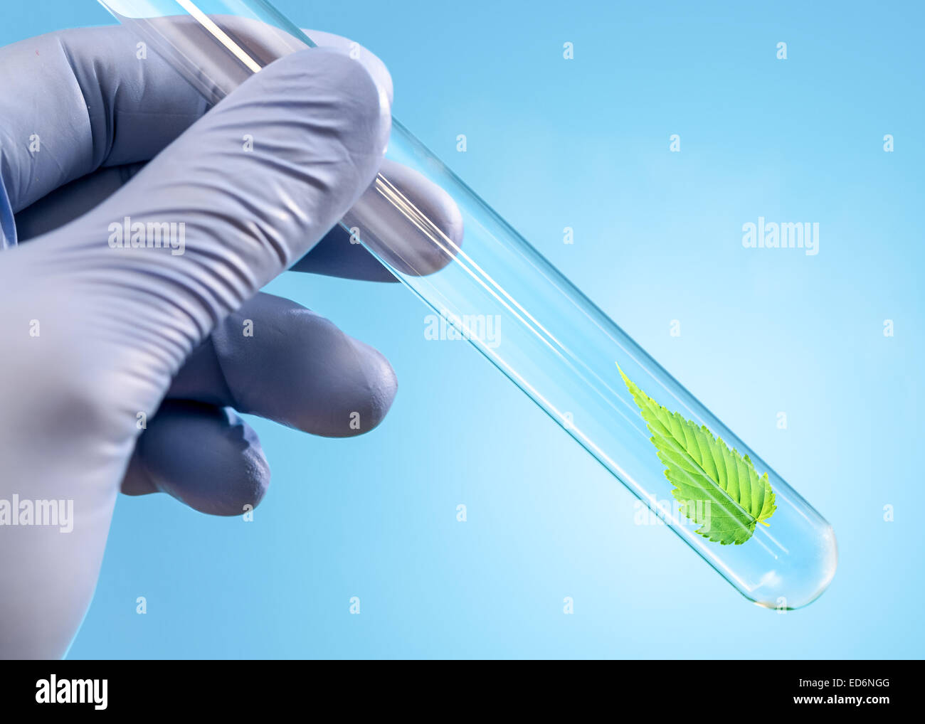 Blatt der Heilpflanze im Reagenzglas in der hand Stockfoto