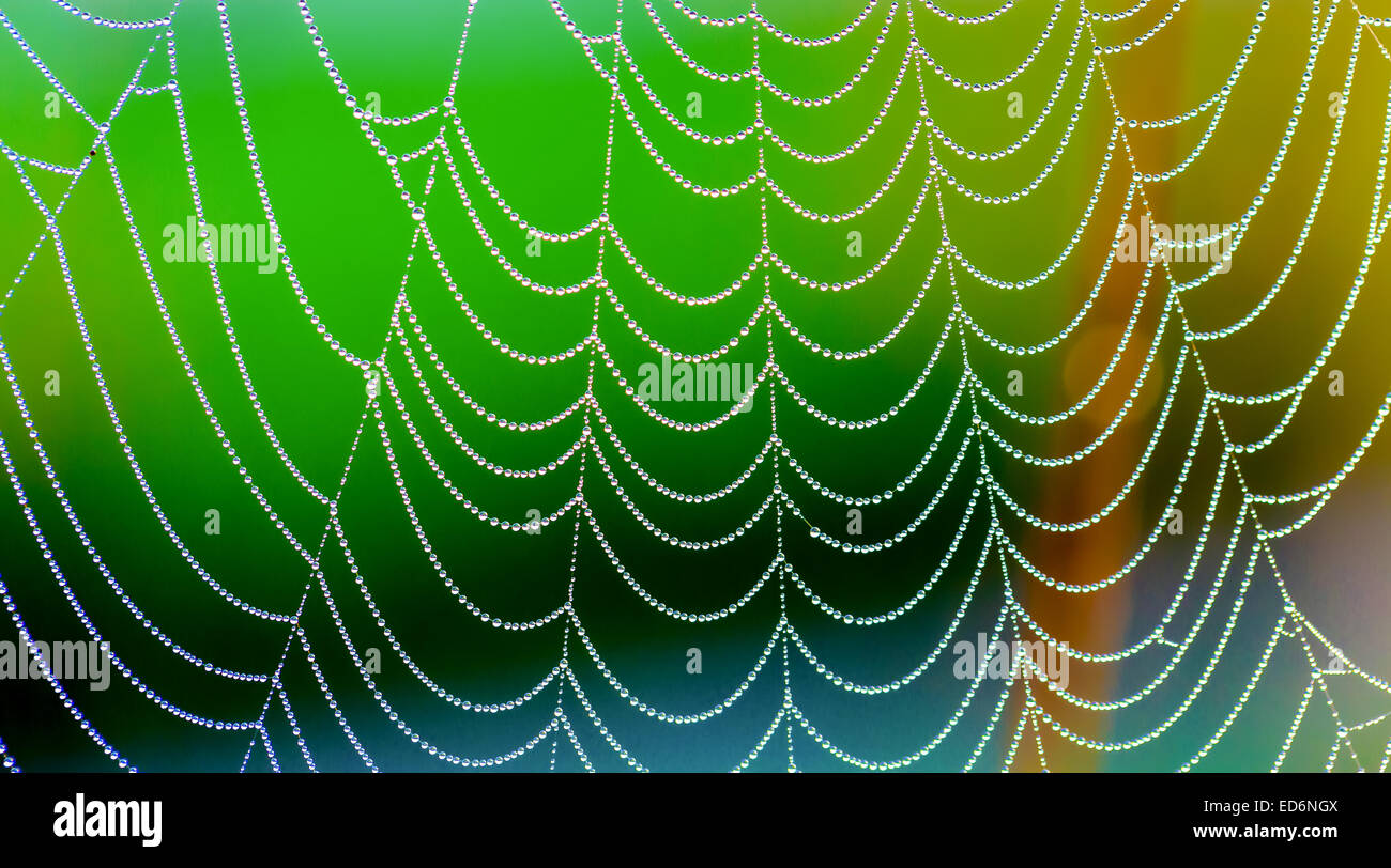 Spinnweben auf dem Rasen mit Tautropfen Stockfoto