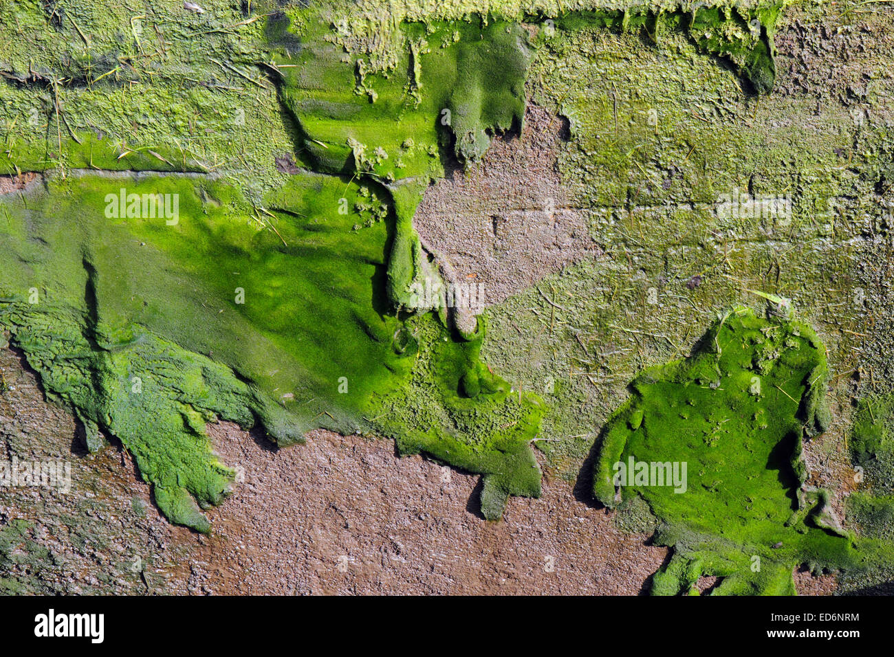 Grüne Schimmelbildung auf nassen Ausmauerung eine Kanalschleuse Stockfoto