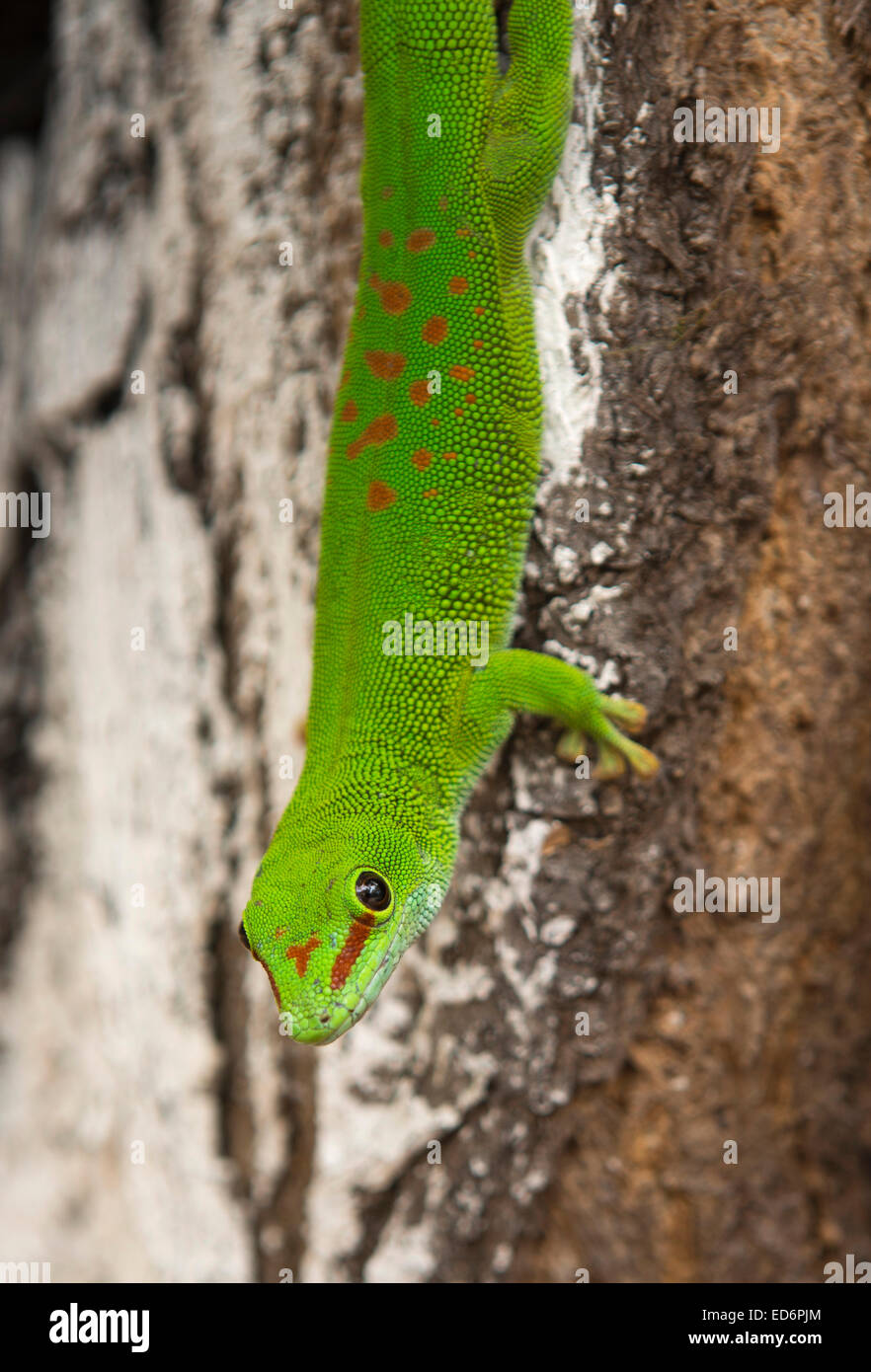 Mauritius, Tamarin, Black River Friedhof, Green Day Gecko Phelsuma Madagascariensis auf Baumstamm Stockfoto