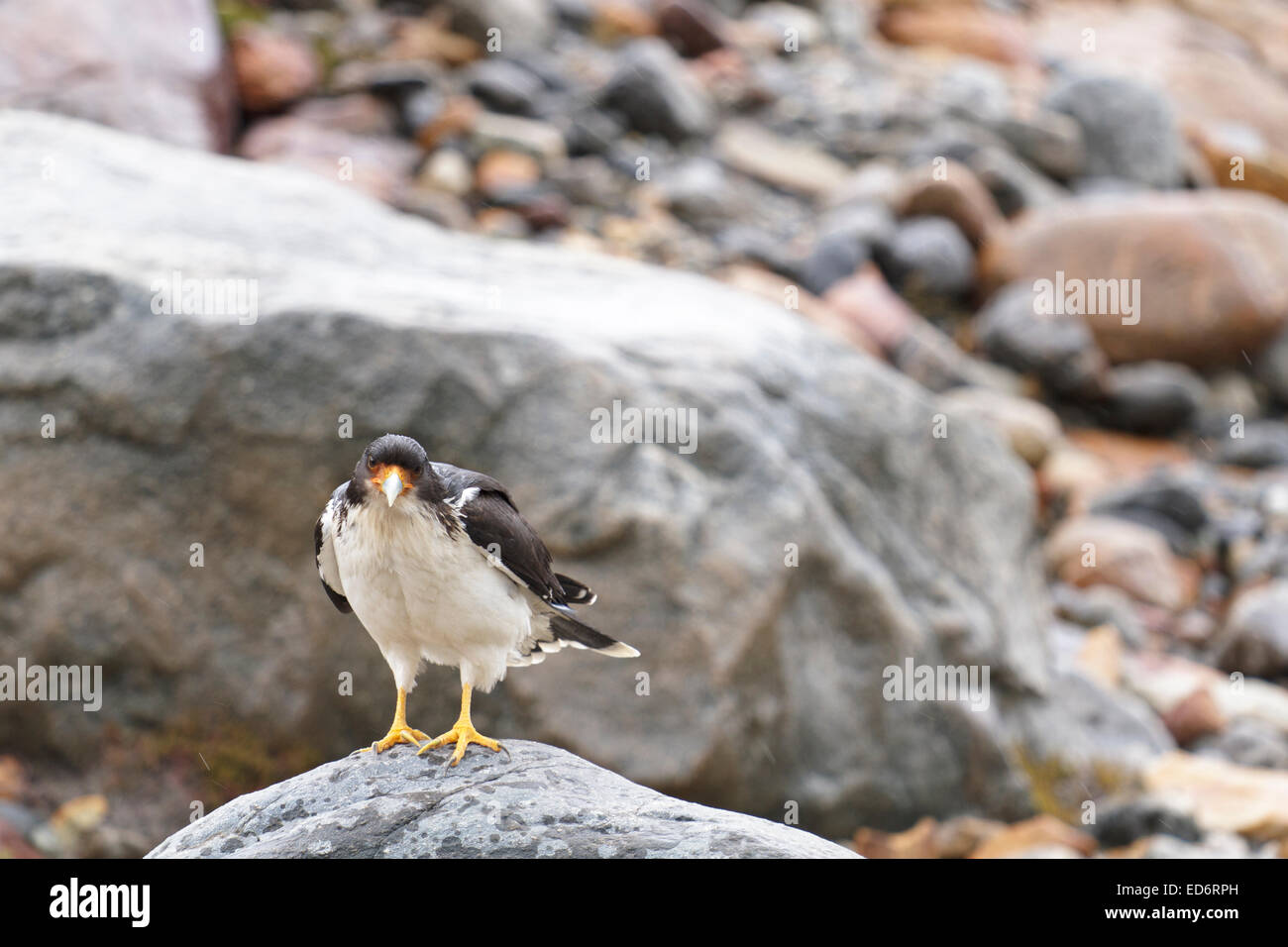 Ein sehr neugieriger Berg Caracara in der Nähe von Laguna Torre in Patagonien Stockfoto