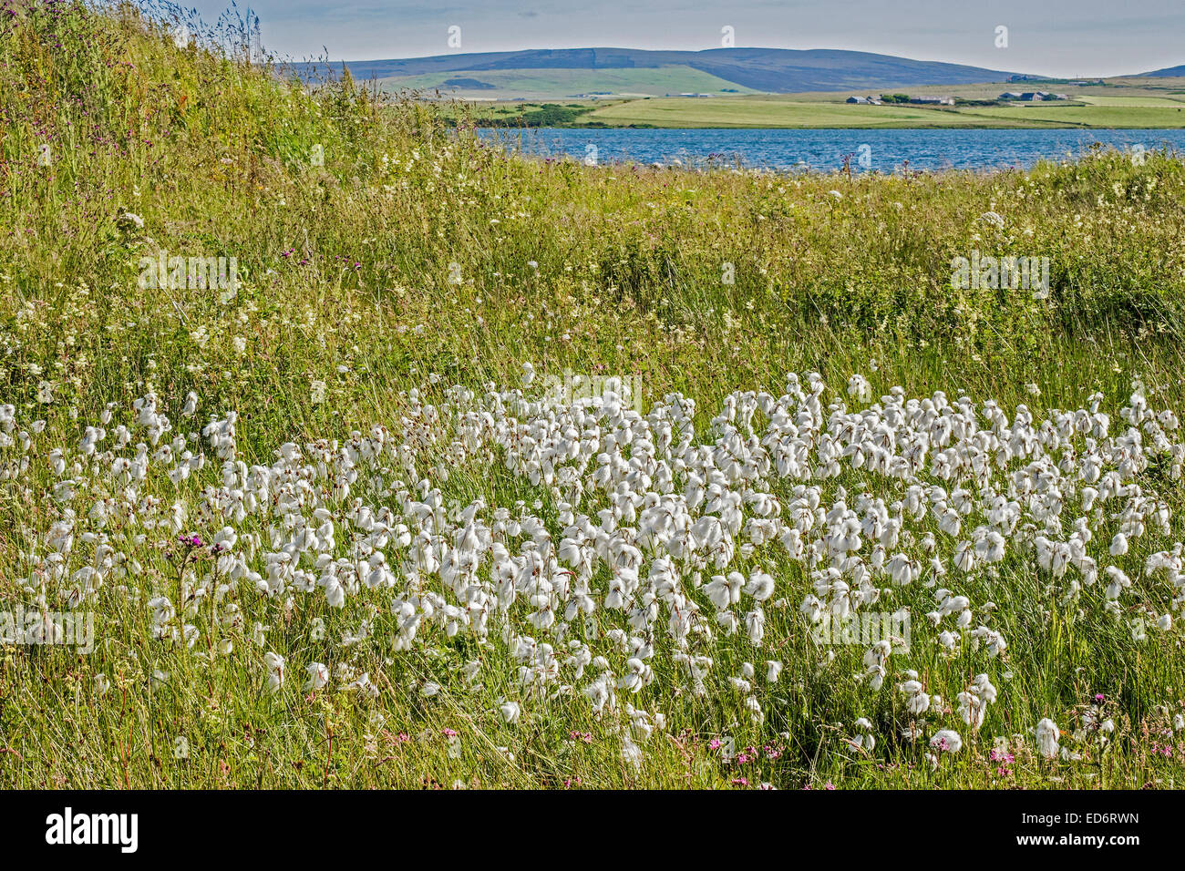 Blühende Wollgras (Wollgras Angustifolium) Orkney Islands UK Stockfoto