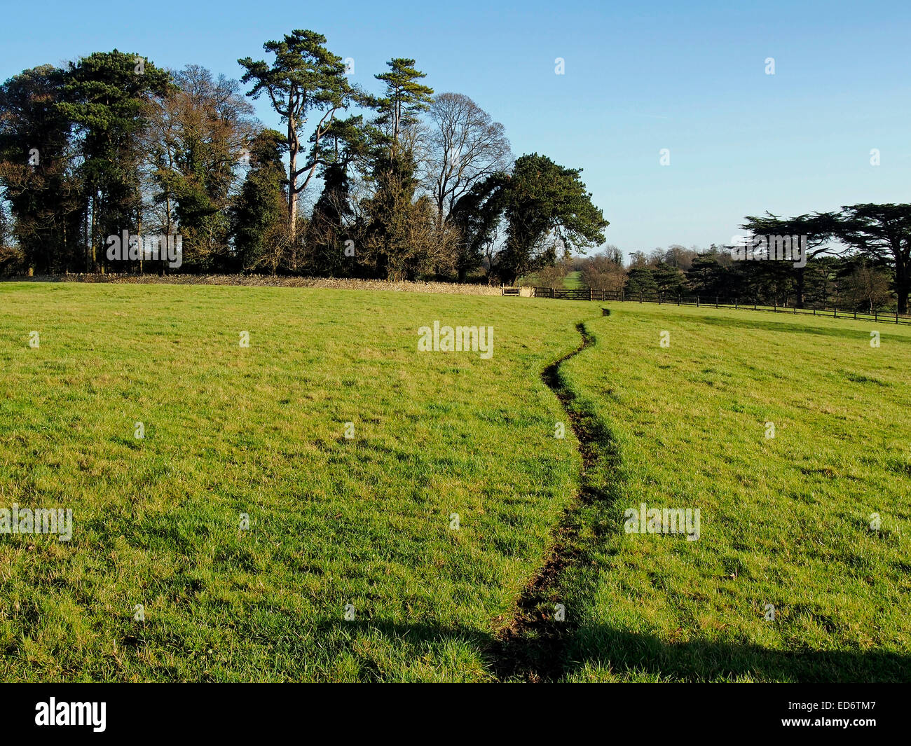 Ein Pfad schlängelt sich über eine Wiese in den Cotswolds in der Nähe von Dorf Quenington mit Kiefern und anderen Bäumen über. Stockfoto