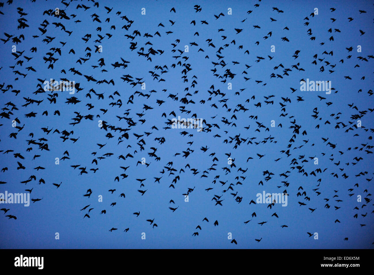 Krähen verlassen ihre Schlafbäume in Riegel, 1. Dezember 2010. Stockfoto