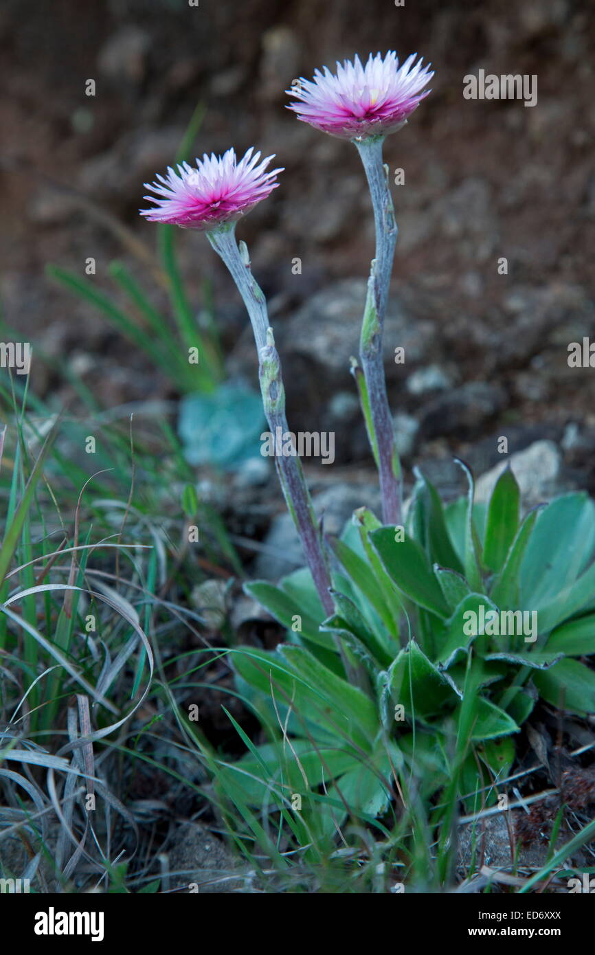 Ecklon des ewigen, Helichrysum Ecklonis, Drakensberge, Südafrika Stockfoto