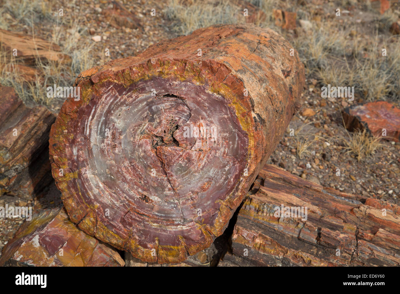 USA, Arizona, Petrified Forest National Park, im Querschnitt versteinertes Holz Stockfoto