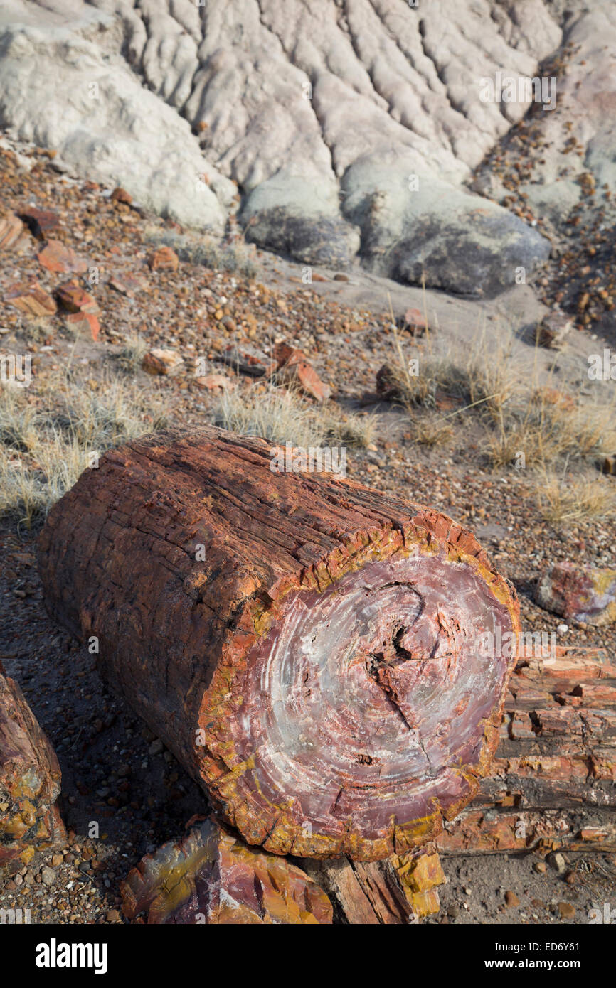 USA, Arizona, Petrified Forest National Park, im Querschnitt versteinertes Holz Stockfoto