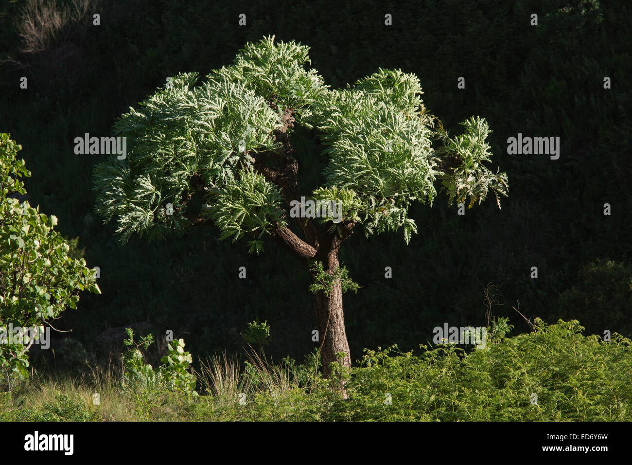 Gebirge Kohl Baum, Cussonia Paniculata Subspecies Sinuata, in den Drakensbergen, Südafrika Stockfoto