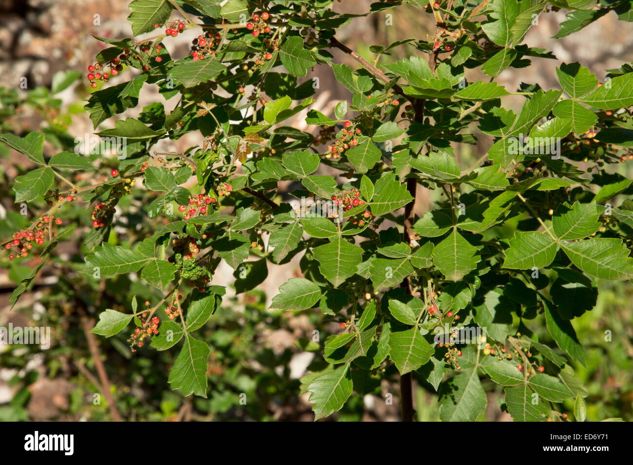 Nama-Beere, Rhus Dentata in Frucht; Drakensberge, Südafrika Stockfoto
