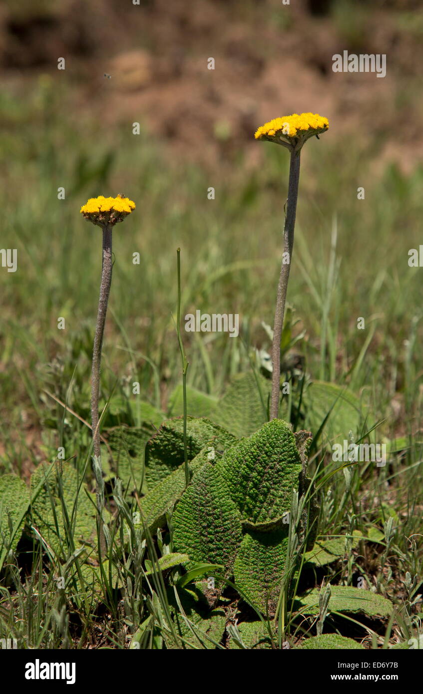 Helichrysum Pilosellum, Drakensberge, Südafrika Stockfoto