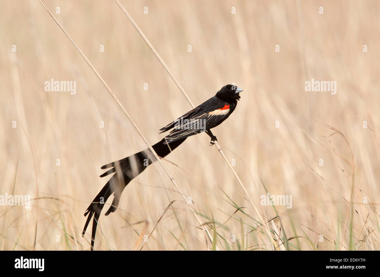 Long-tailed Witwe-Männchen im Golden Gate Highlands National Park, Drakensberge, Südafrika Stockfoto