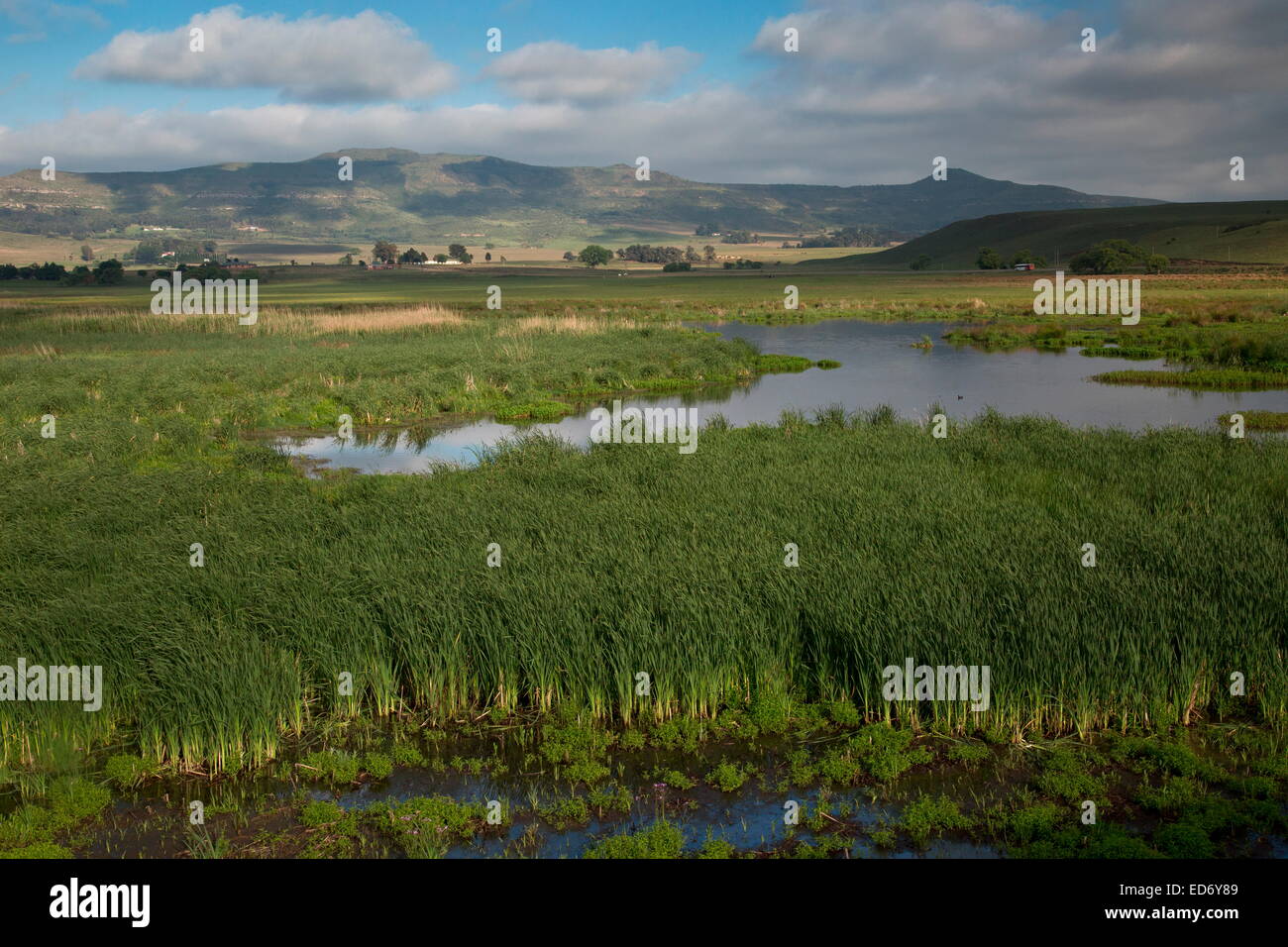 Die umfangreiche Schilfgürtel am Wakkerstroom, Naturschutzgebiet, Südafrika Stockfoto