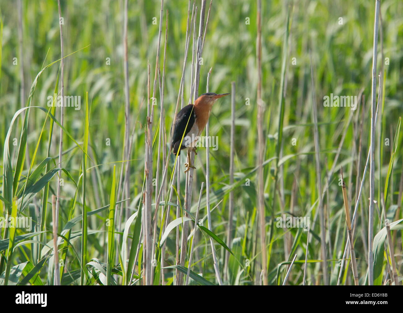 Zwergdommel, resident südlichen afrikanischen Unterarten, männlich auf Schilf; Wakkerstroom, Südafrika Stockfoto