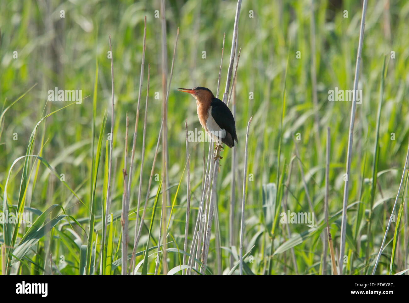 Zwergdommel, resident südlichen afrikanischen Unterarten, männlich auf Schilf; Wakkerstroom, Südafrika Stockfoto