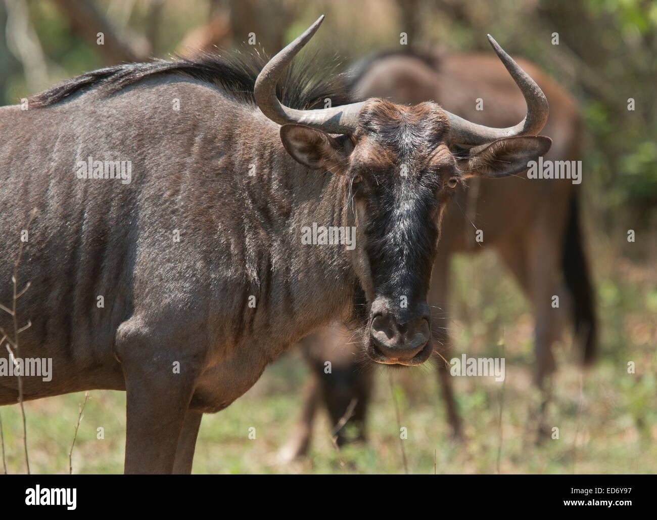 Gnus, Connochaetes Taurinus, im Krüger Nationalpark, Südafrika Stockfoto