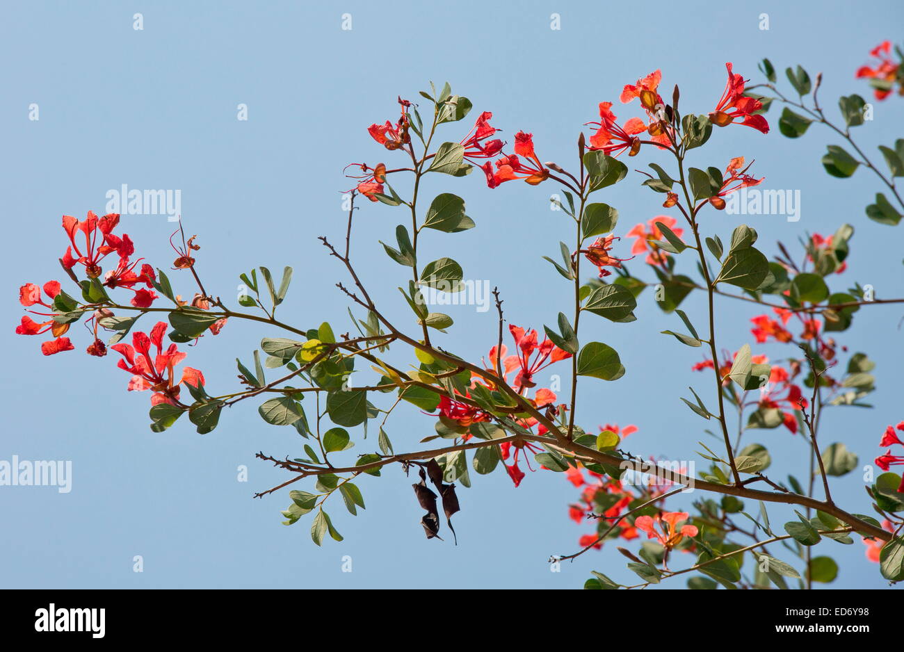 Bauhinia tree Fotos und Bildmaterial in hoher Auflösung Alamy