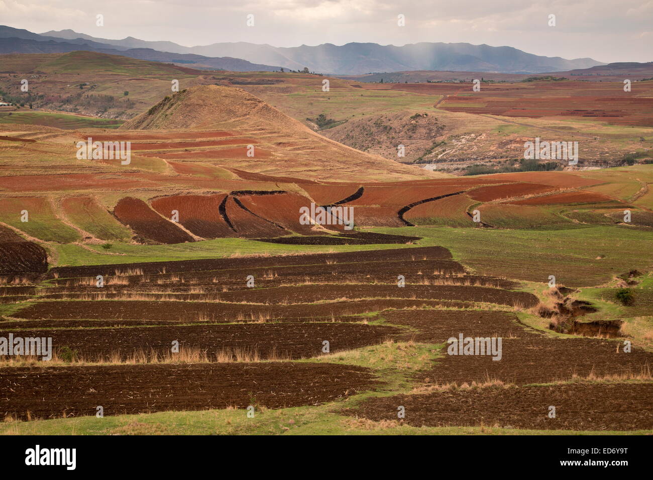 Kleines Reihenhaus Ackerflächen im Frühling in großer Höhe in Lesotho, in der Nähe von Moteng; Drakensberge, Lesotho Stockfoto