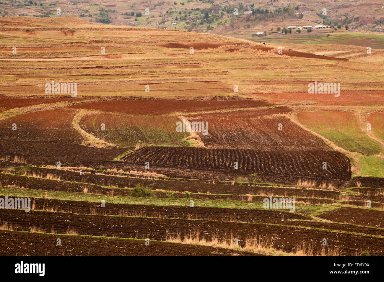Kleines Reihenhaus Ackerflächen im Frühling in großer Höhe in Lesotho, in der Nähe von Moteng; Drakensberge, Lesotho Stockfoto