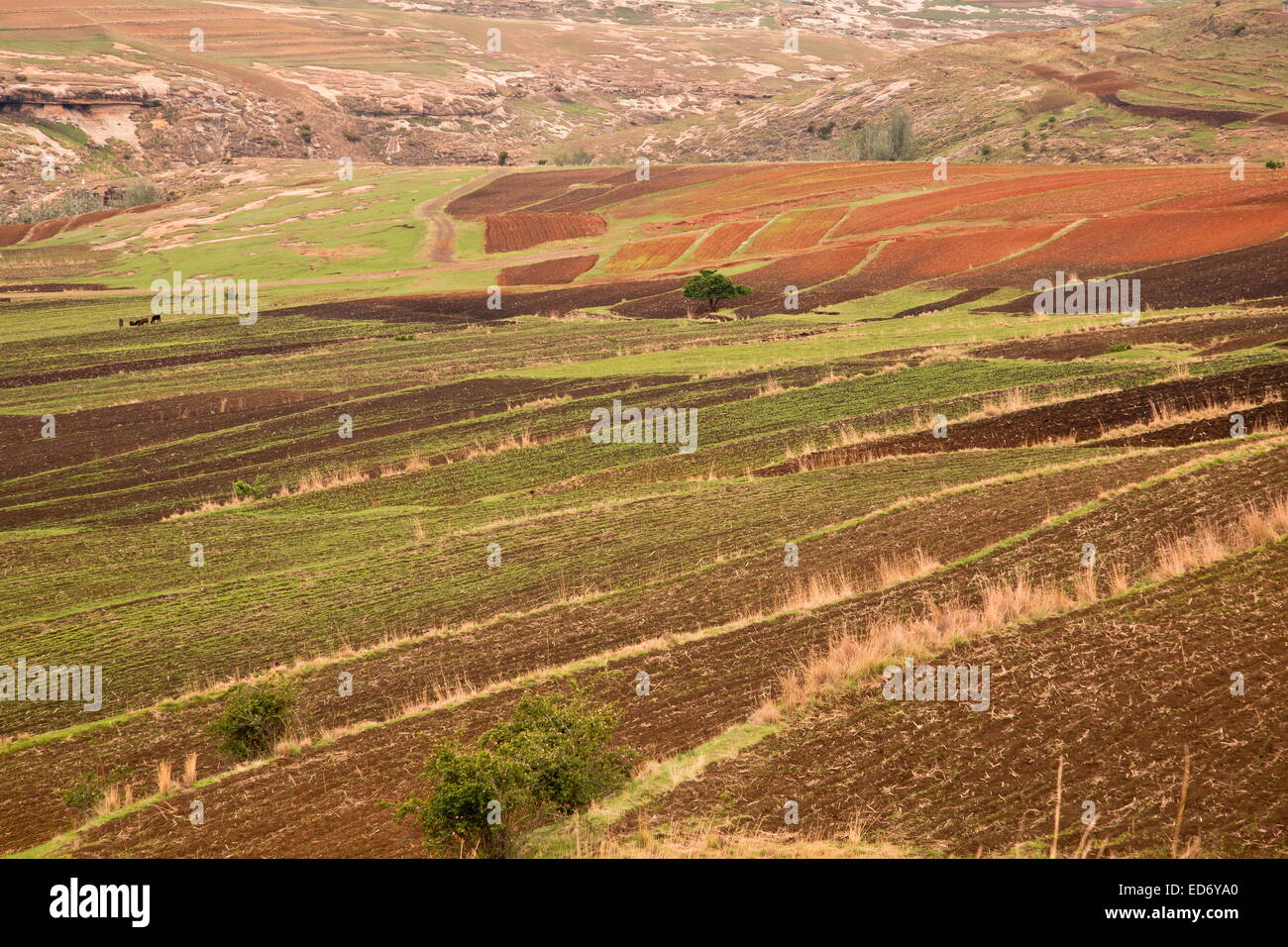 Kleines Reihenhaus Ackerflächen im Frühling in großer Höhe in Lesotho, in der Nähe von Moteng; Drakensberge, Lesotho Stockfoto